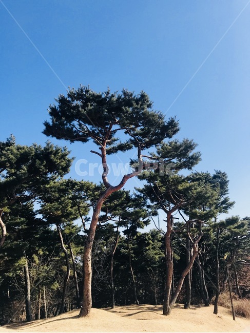 소나무,풍경사진,자연사진,나무,나무사진,자연,풍경,nature,landscape,식물,plants,나무,trees,wood,tree,plant