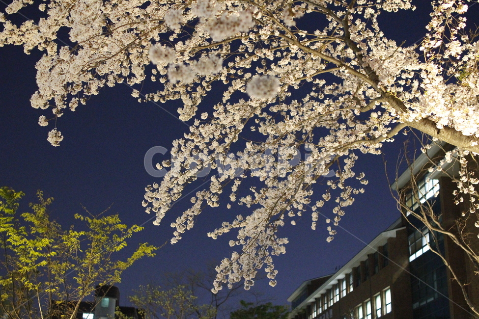 밤,벚꽃,cherryblossom,봄,spring,봄,계절,spring,season,자연,풍경,nature,landscape,plant,식물,blossom,꽃,flower,cherry blossom