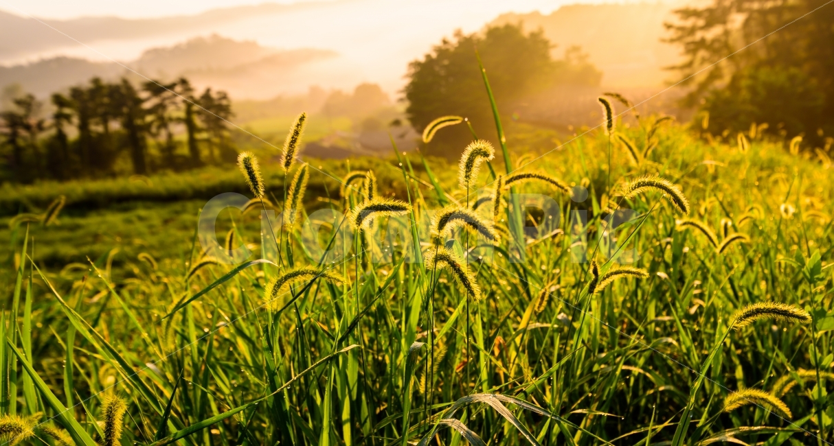 강아지풀,식물,감성,풍경,아침,자연,풍경,nature,landscape,휴식,힐링,rest,relaxation,healing,field,들,outdoors,옥외,grassland,목초지,grass,잔디,plant