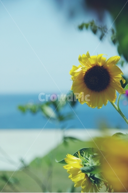 해바라기,꽃,sunflower,flower,바다,sea,노랑,노란,yellow,화사,여름,summer,열대,tropical,식물,자연,plants,nature,꽃,flower,감성,sensible,feeling