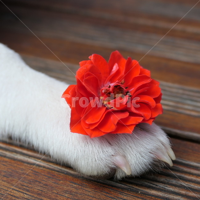 강아지,아기강아지,dog,puppy,cute,귀여움,댕댕이,흰둥이,흰강아지,whitedog,강아지발,개발,발,꽃,빨간꽃,식물,자연,plants,nature,꽃,flower,동물,animal,포유류,mammal,개,강아지,dog,doggy