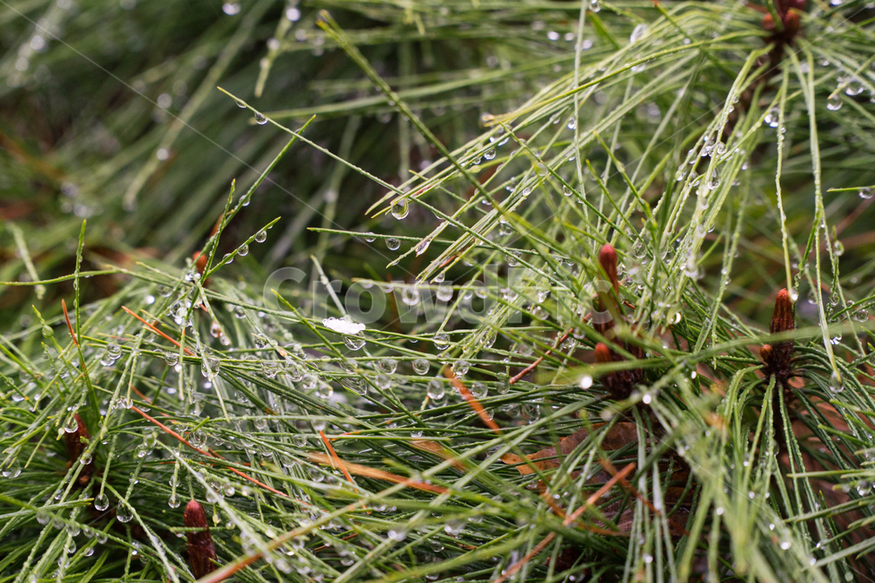 자연,풀,줄기,새싹,생명,식물,자연,plants,nature,비,비오는날,rain,rainy