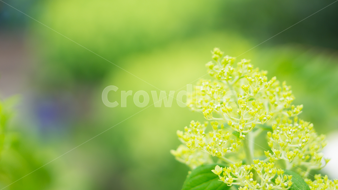 봄,화창한,힐링,꽃잎,화사한,식물,자연,plants,nature