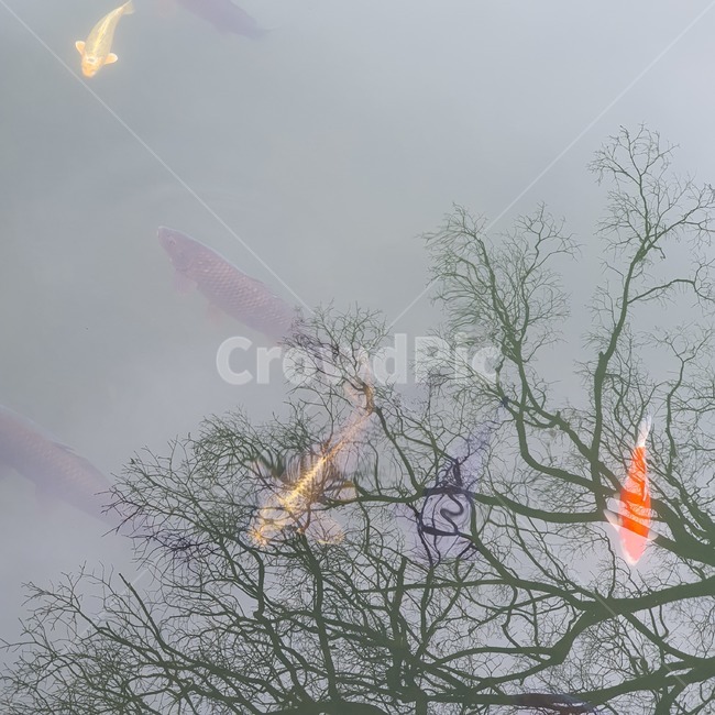 nature,자연,강,붕어,물고기,나무,river,lake,fish,tree,동물,animal