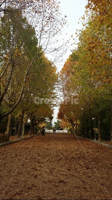 가을,가을낙엽,가을길,낙엽길,낙엽,가을,계절,fall,autumn,season,자연,풍경,nature,landscape,tree,나무,plant,식물,tree trunk,나무 줄기,walkway,보도,path,통로