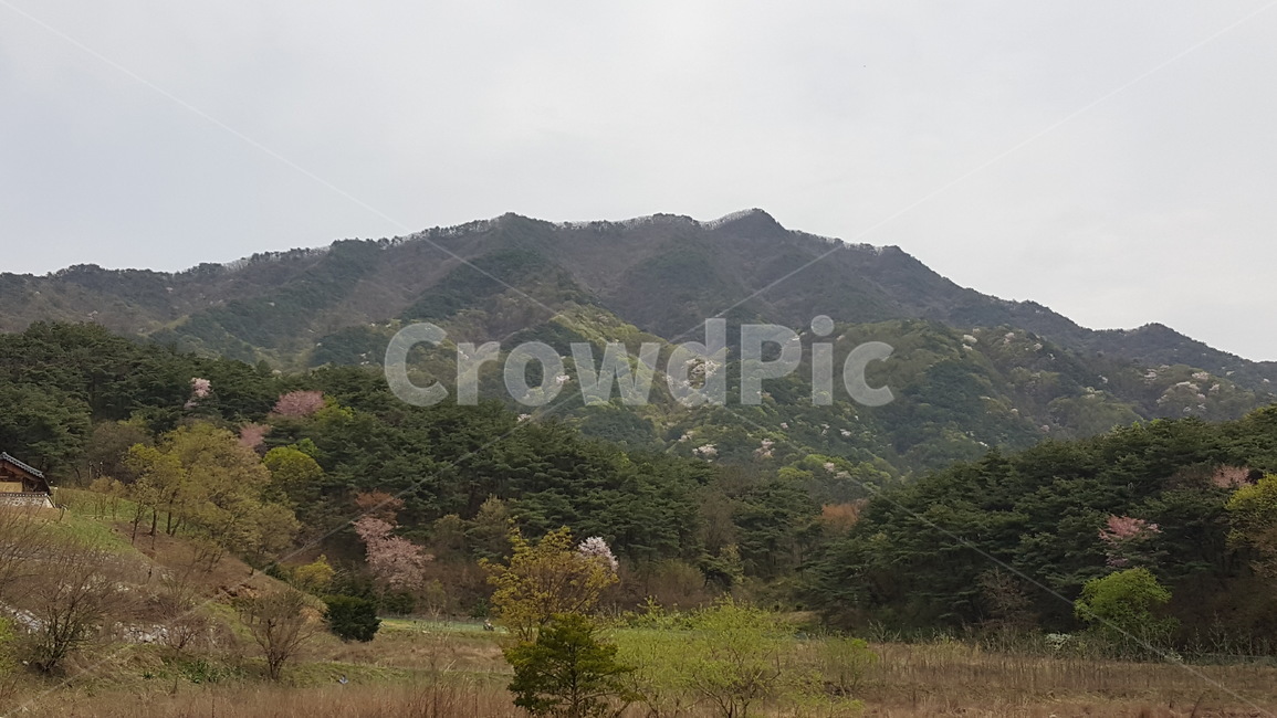 자연,landscape,nature,봄,꽃