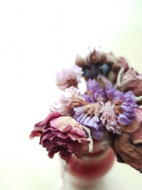 꽃,드라이플라워,장미,보라색꽃,레드,flower,rose,red,violet,예쁜꽃,prettyflower,식물도감,야생화,들꽃,배경,느낌,감성,인쇄,디자인,전단,잡지wepdesign,design,advertisement,column,컬럼,뉴스레터,마케팅,홍보물,홍보,식물,자연,plants,nature,꽃,flower,실내용화초,화분,화초,house plant,인테리어,실내디자인,interior design