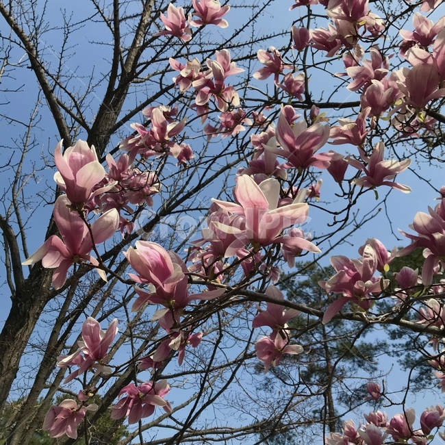 목련,봄나무,봄꽃,flower,목련나무