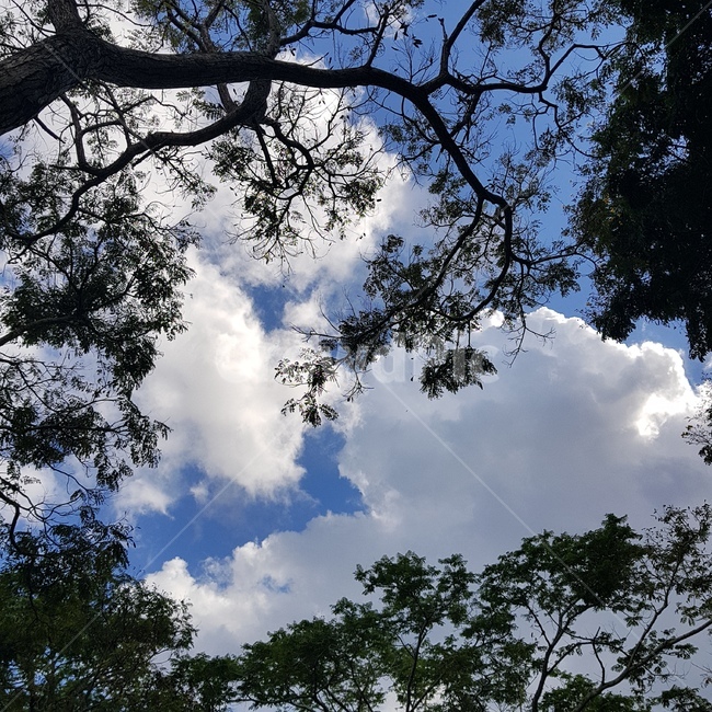 푸릇한나무,푸른하늘,맑은날씨,tree,bluesky,자연,풍경,nature,landscape,나무,plant,식물,tree trunk,나무 줄기