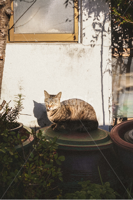 길고양이,그림자,햇빛,고양이,흰여울마을,cat,shadow,alleycat,sun,huinnyeoulculturevillage,동물,animal,포유류,mammal,고양이,cat,kitten,kitty