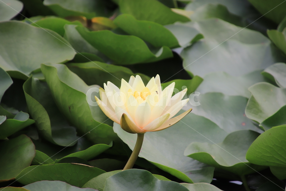 꽃,식물,연꽃,수련,여름,식물,자연,plants,nature,꽃,flower