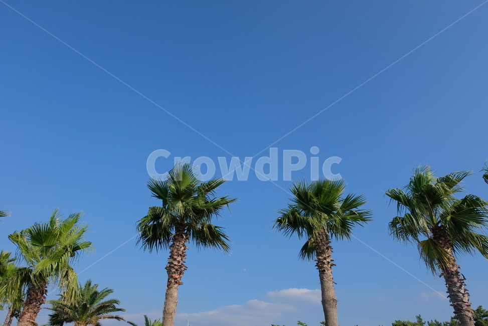 야자수,하늘,풍경,배경화면,자연,파란색,파랑,나무,자연,풍경,nature,landscape,summer,여름,tree,plant,식물