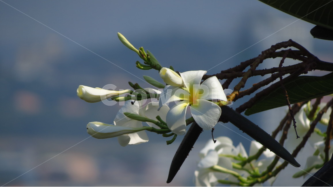 꽃,태국꽃,리라와디,릴라와디,참파꽃,leelawadee,thai,thailand,flower,thaiflower,식물,자연,plants,nature,꽃,flower