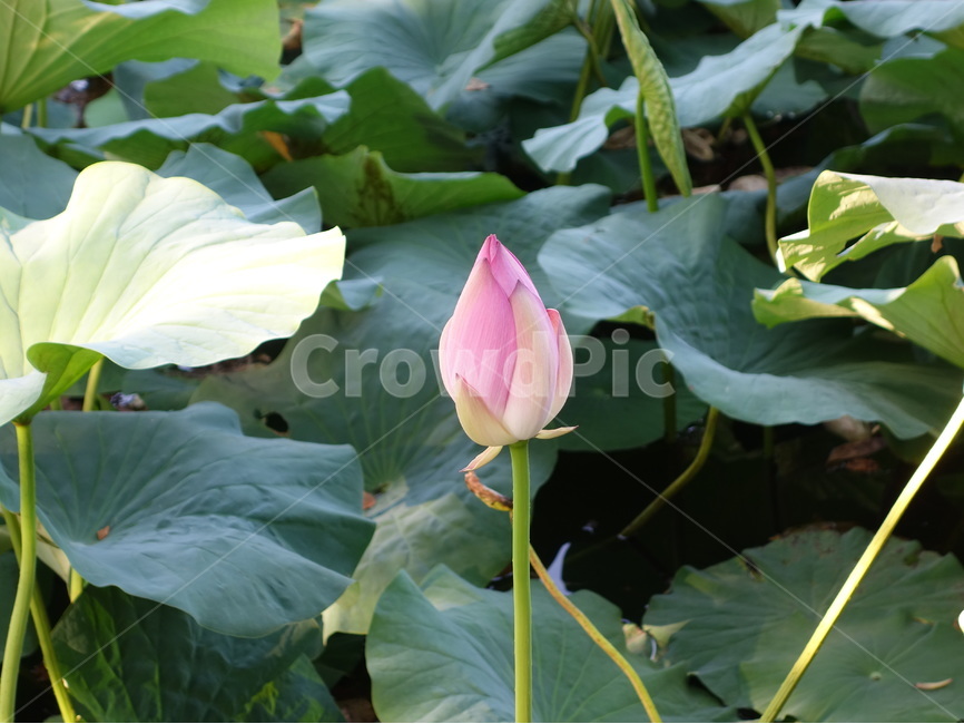 연꽃,꽃,자연,풍경,분홍,식물,자연,plants,nature,꽃,flower