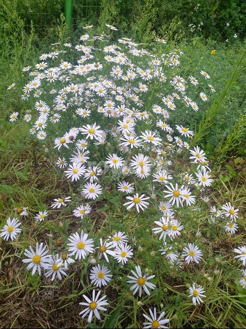 꽃,식물,flower,plant,자연,식물,자연,plants,nature