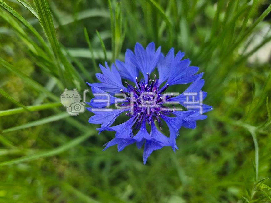 blue flower,centaureacyanus,chrysanthemum flower,summerblossom,flower,wildflowers,petal,Chrysanthemum,blue chrysanthemum,cornflower,purple,summerflowers,summer flowers