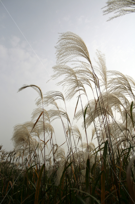 가을,억새,식물,억새풀,풀,가을,계절,fall,autumn,season,식물,자연,plants,nature,grass,잔디,plant,lawn,reed,갈대
