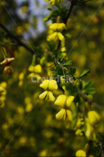 꽃,flower,계절,봄,spring,plant,자연,nature,식물,자연,plants,nature,꽃,flower