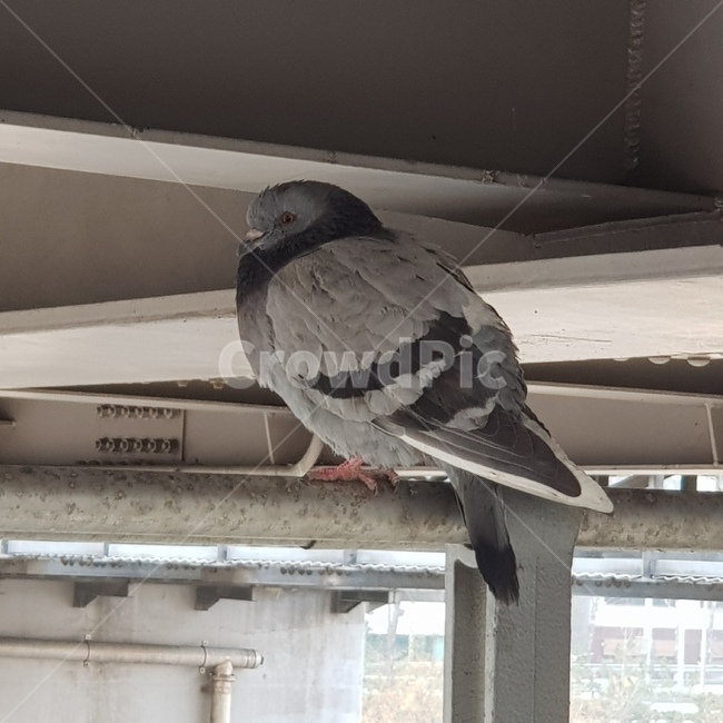 비둘기,철교,옆모습,동물,새,animal,bird