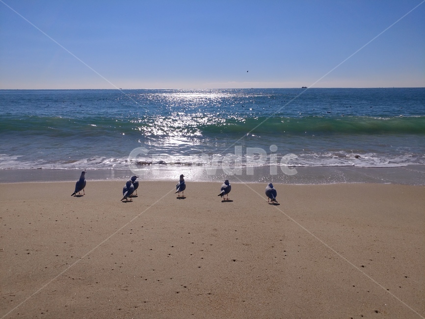 해운대,바다,갈매기,haeundae,해운대바닷가,해수욕장,파도,해변,바다,beach,sea