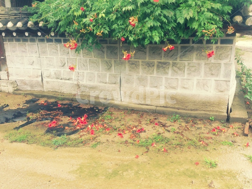 꽃,능소화,주황색,식물,plant