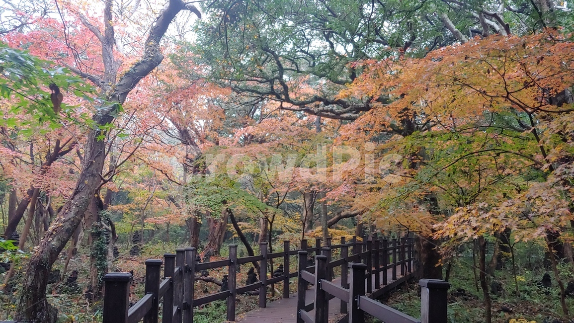 제주도,비자림,비자숲길,힐링,나무,자연휴양림,식물,plant,tree