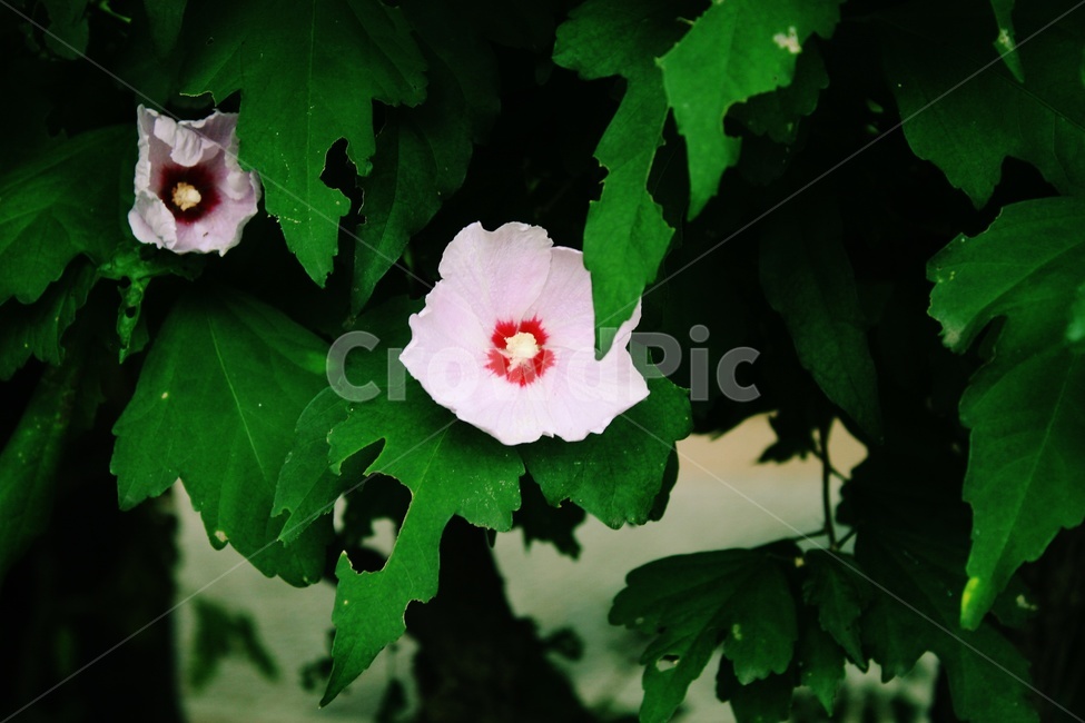 식물,대한민국,무궁화,하얀색,꽃,식물,자연,plants,nature,꽃,flower