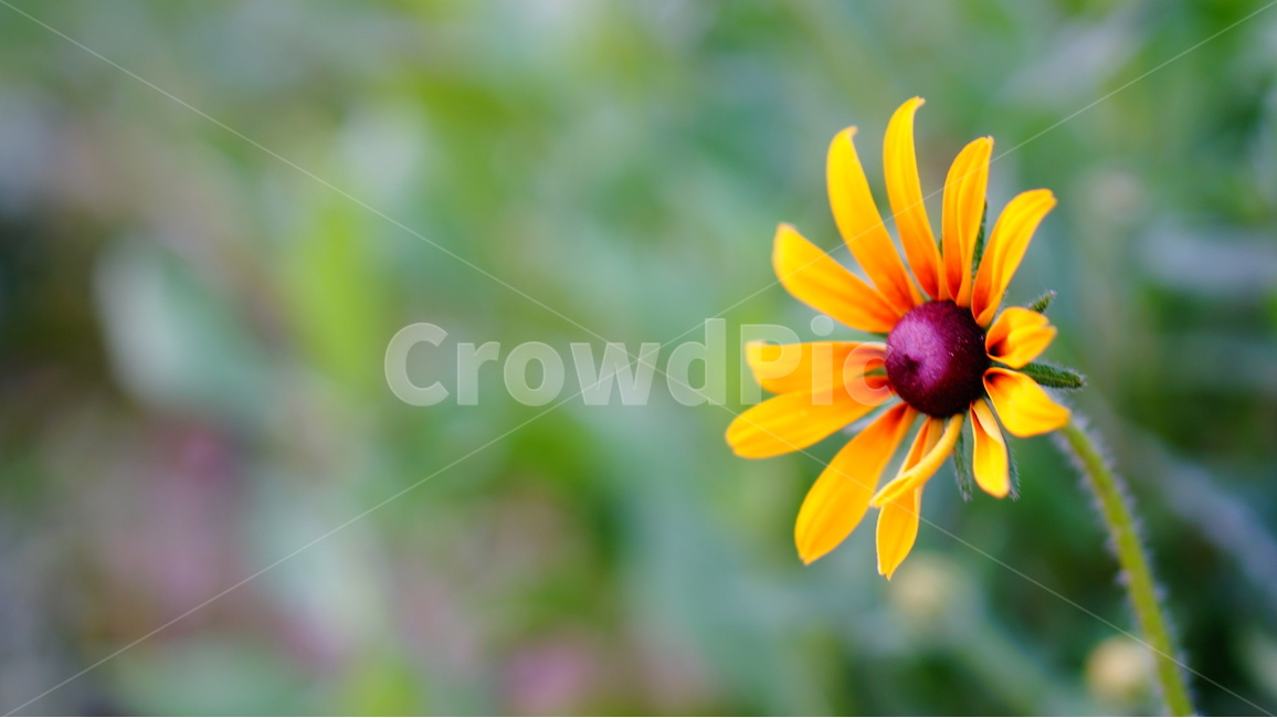 루드베키아,꽃,플라워,식물,자연,flower,노랑,꽃사진,녹색,식물,자연,plants,nature,꽃,flower