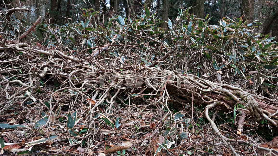 숲,나무,tree,자연,옥외,식물,plant