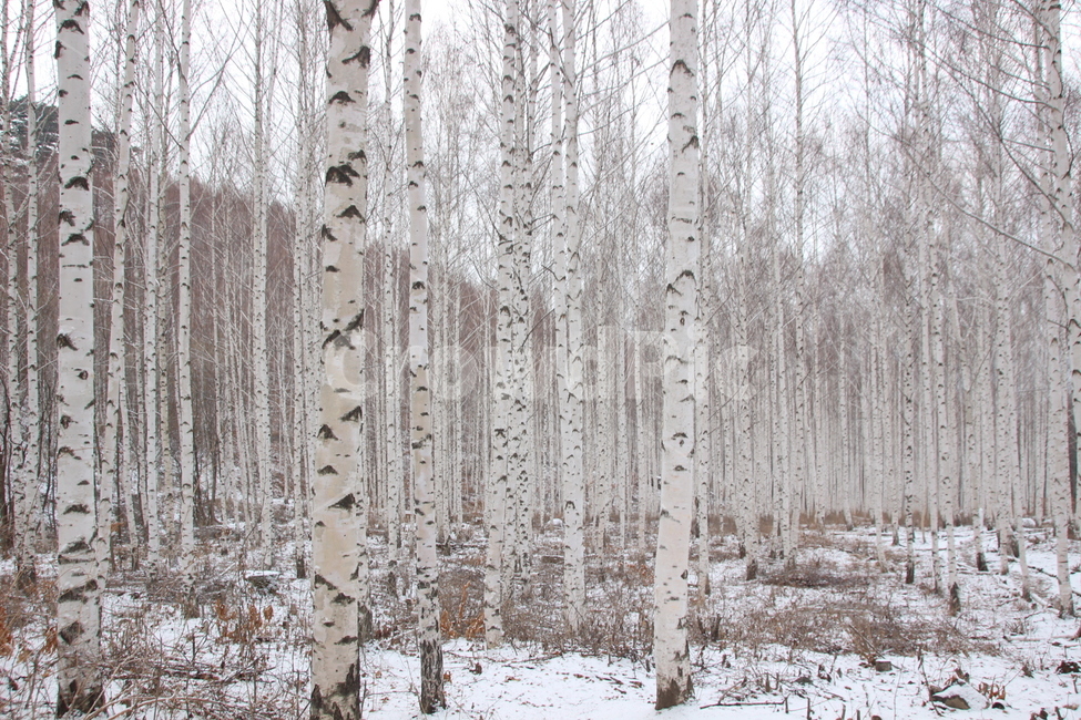 겨울,눈,자작나무,강원도인제군,속삭이는자작나무숲,숲,자작나무풍경,snow,white,birches,nature