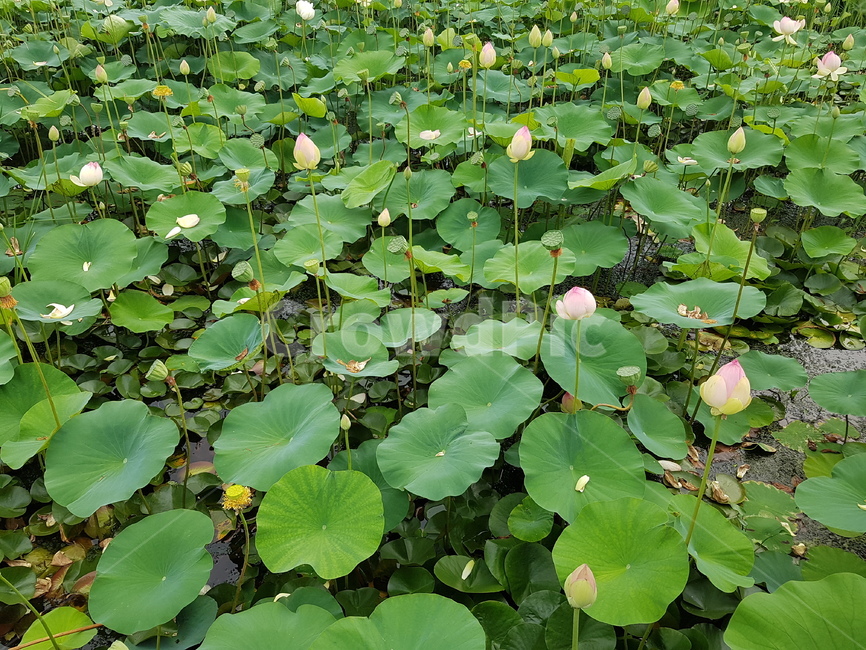 자연,식물,꽃,연꽃잎,연꽃,녹색,green