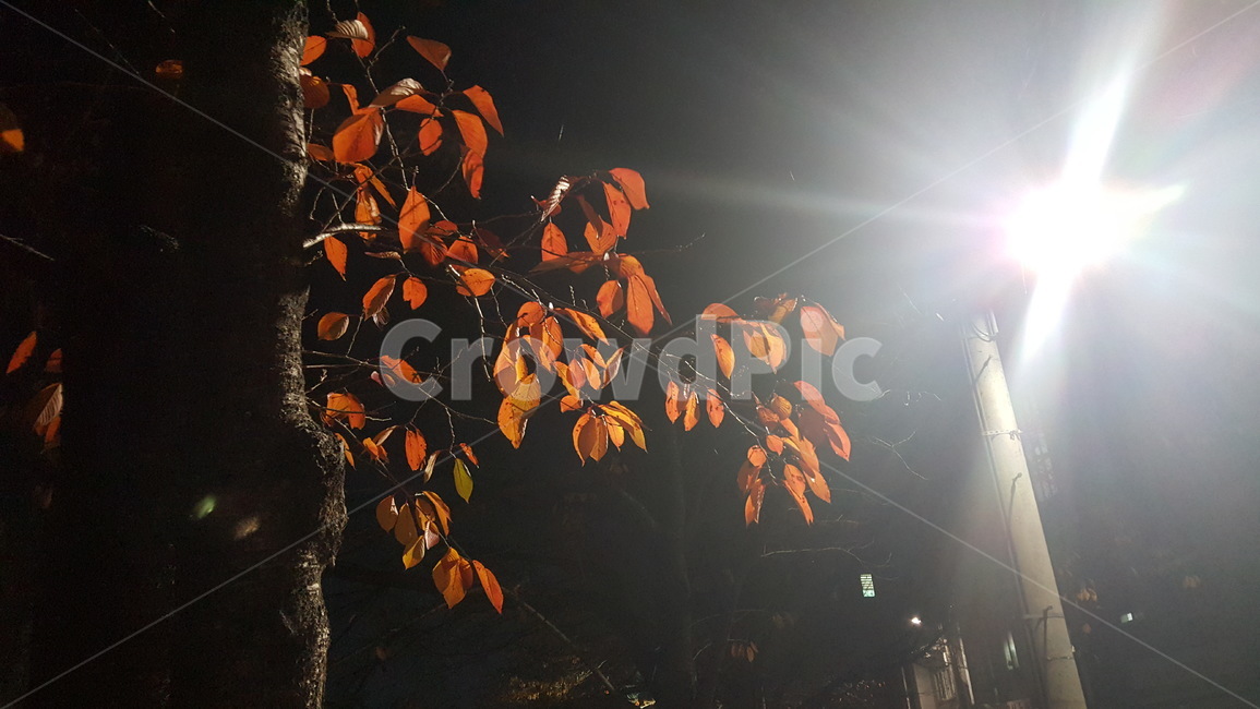 light,빛,잎,단풍잎,leaf