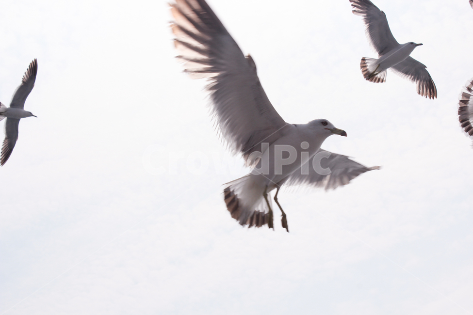 bird,새,갈매기,animal,동물,seagull,동물,animal,조류,새,birds