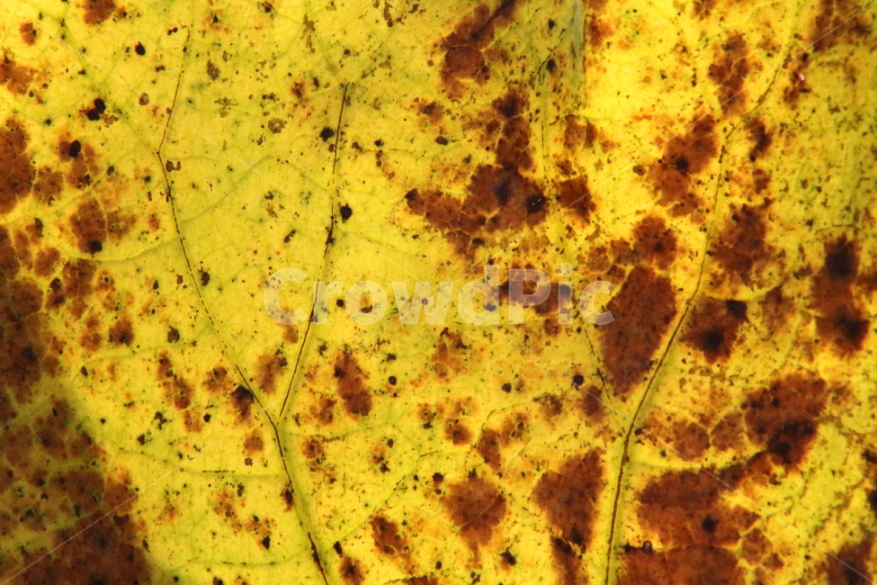 잎,엽록소,단풍,식물,redleaves,식물,자연,plants,nature