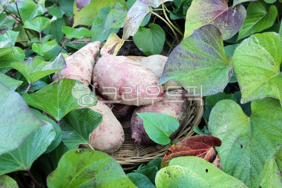 chestnut sweet potato,sweet potato stem,sweet potato,Sweet potato farming,Sweet Potato Harvest,plant,sweet potato field,leaf