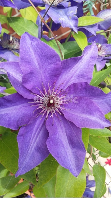 꽃,플라워,봄,봄꽃,뷰티풀,flower,bloom,beautiful,plant,식물,보라색,식물,자연,plants,nature,꽃,flower