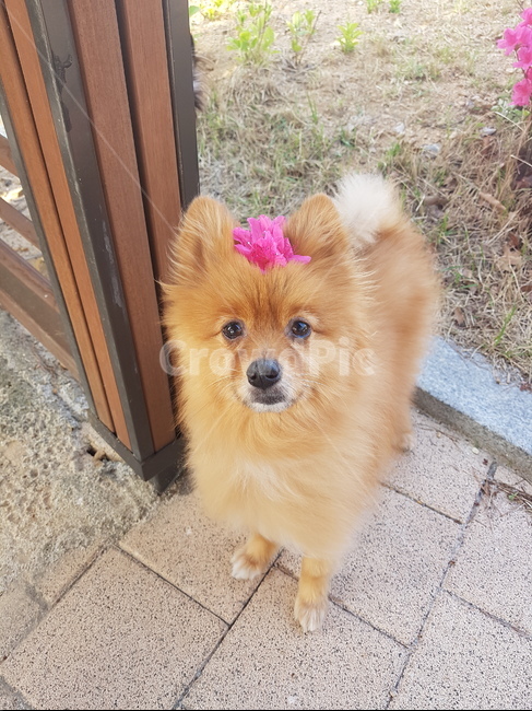 포메라니안,갈색,꽃,분홍색,개,dog,pomeranian,cute,flower,pink,동물,animal,포유류,mammal,개,강아지,dog,doggy