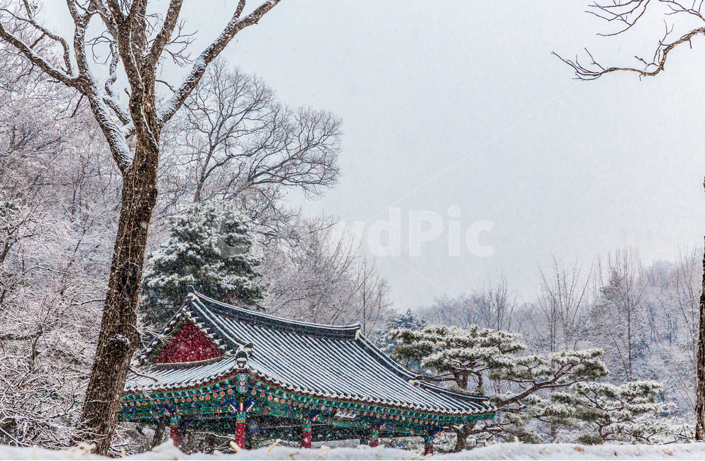정자,문화유산,겨울,풍경,고택,설경,겨울,계절,winter,season,자연,풍경,nature,landscape,한국자연풍경,한국자연경관,korea nature landscape,한국전통,한국문화,korean traditional,korean culture,건축물,건물외관,exterior,building,structure,architecture,construction,outdoors,옥외