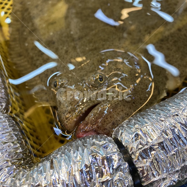 광어,물고기,동물,낚시,바다,fish,fishing,animal,sea