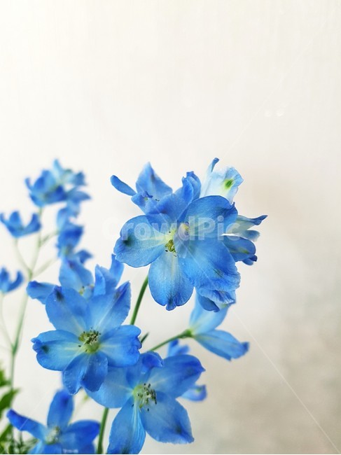 델피니움,delphinium,꽃,여름꽃,생화
