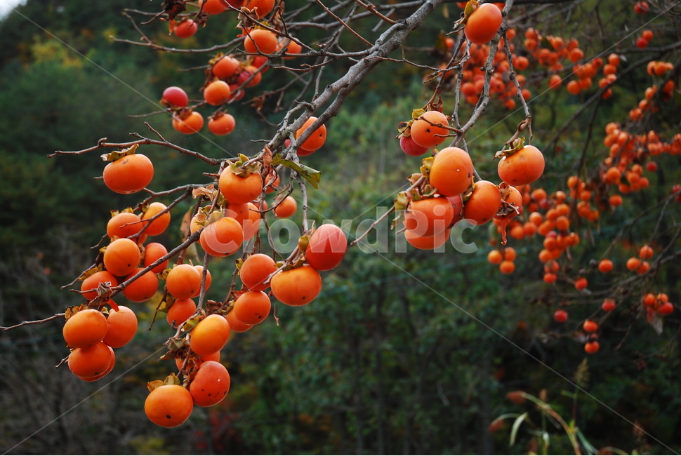 감,홍시,가을,가을정취,연시,식물,자연,plants,nature,과일,열매,fruit