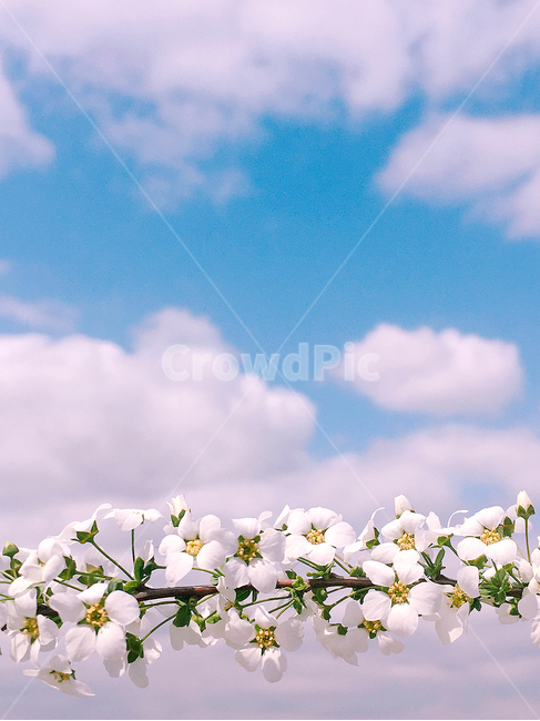 하늘,구름,흰구름,흰색꽃,파란하늘,봄,계절,spring,season,식물,자연,plants,nature,꽃,flower,감성,sensible,feeling,색깔,색상,색채,색감,color sense,color sensitivity,feeling of color,plant