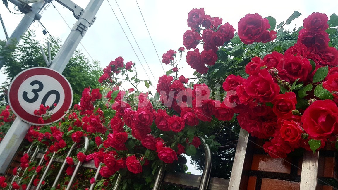 장미,담벼락,꽃,빨강,rose,flower,red,봄,spring