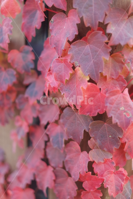 leaf,잎,plant,식물,tree,나무,가을,단풍,빨간,낙엽,담쟁이,덩굴,아이비,ivy,가을,계절,fall,autumn,season,식물,자연,plants,nature