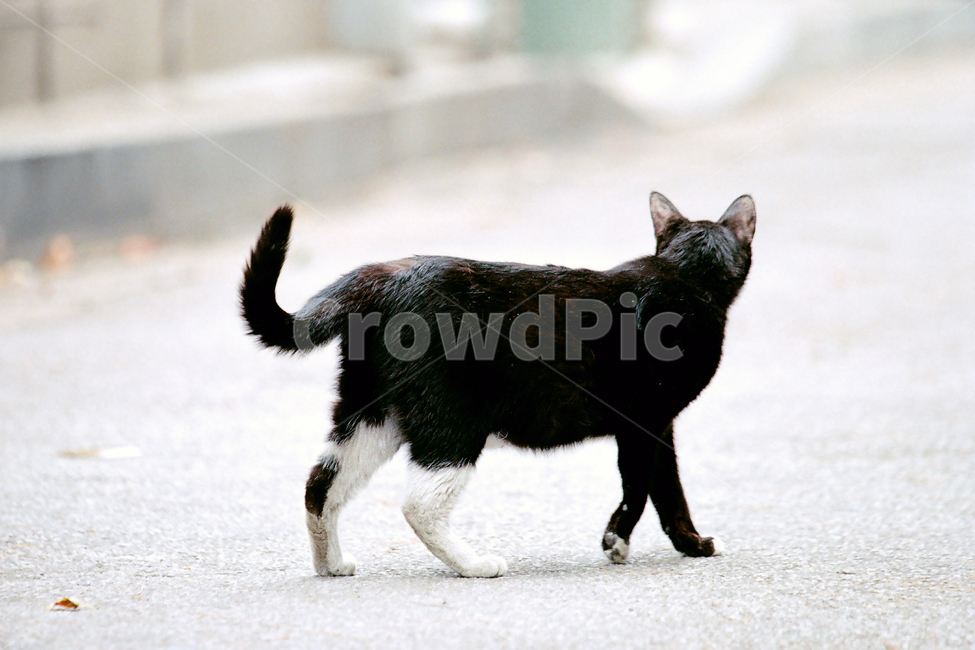 필름,필름사진,필름느낌,필름감성,고양이,길냥이,길고양이,얼룩이,반려묘,애완묘,반려동물,애완동물,펫,야생동물,도둑고양이,산책,걷기,뒷모습,자유,홀가분,동물,animal,포유류,mammal,고양이,cat,kitten,kitty