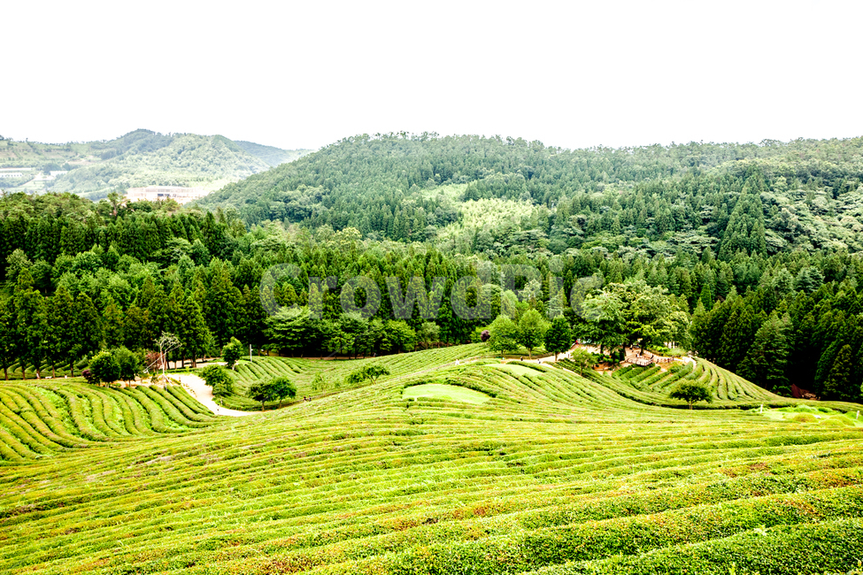 nature,자연,outdoors,옥외,field,countryside,hill,언덕,대한다원,보성,녹차밭,green,greentea