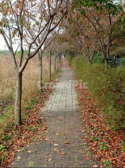 가을,가을서정,감성,낭만,plant,낙엽,단풍,leaves,나뭇잎,식물,자연,maple,fallautumnseason,옥외,outdoors