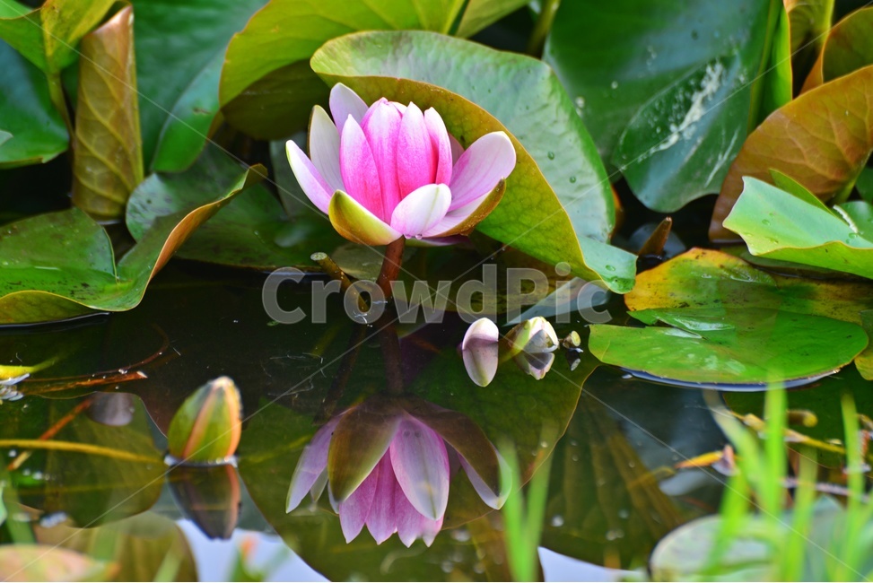 blossom,plant,식물,flower,꽃,수련,연꽃,반영,연못,연잎,연꽃잎,수생식물,수중식물