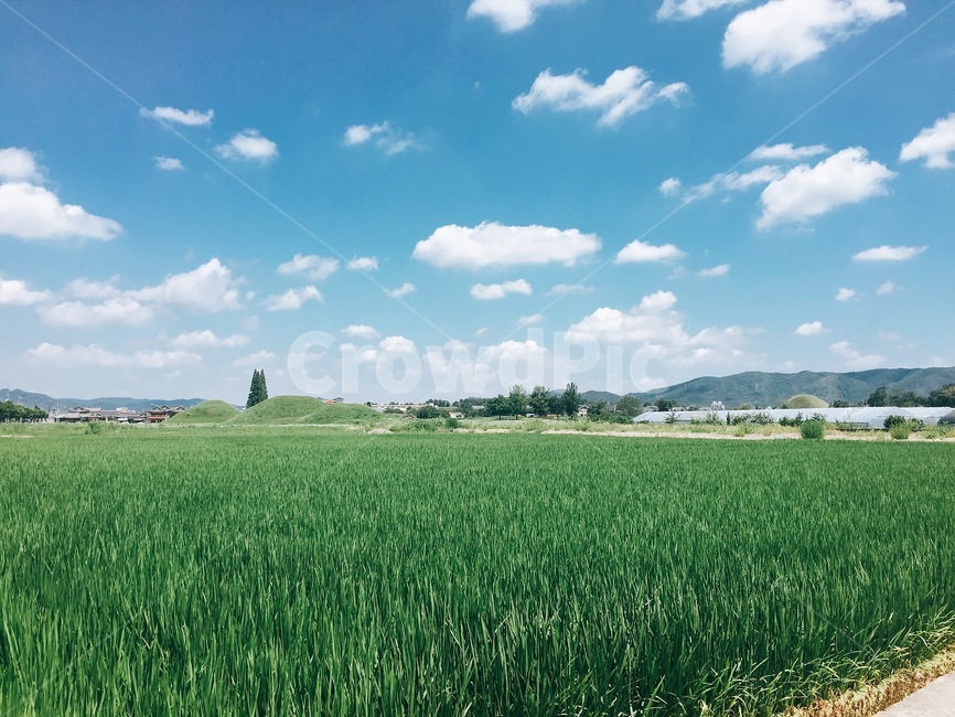 자연,식물,잔디,nature,하늘,plant,자연,풍경,nature,landscape