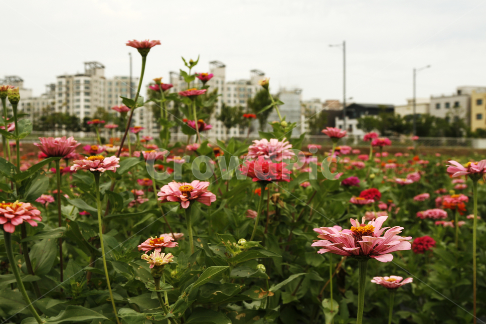 천일홍,꽃,여름,식물,분홍,식물,자연,plants,nature,꽃,flower